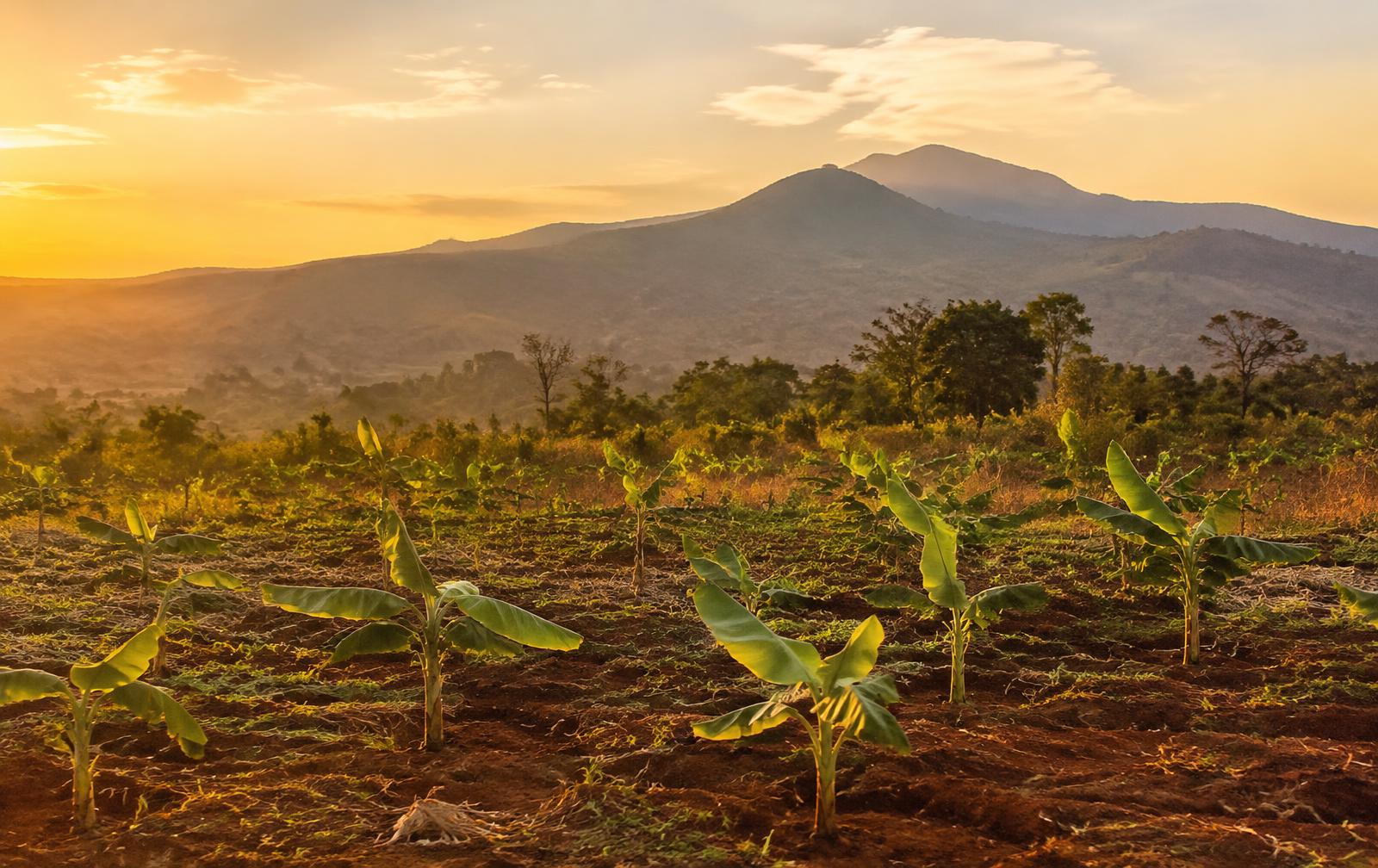 Young banana plants in red earth at sunrise, with hills beyond